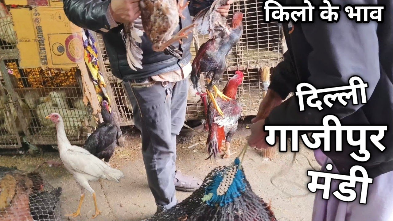 गाजीपुर मुर्गा मंडी दिल्ली  | Gazipur Murga Mandi Delhi 2026