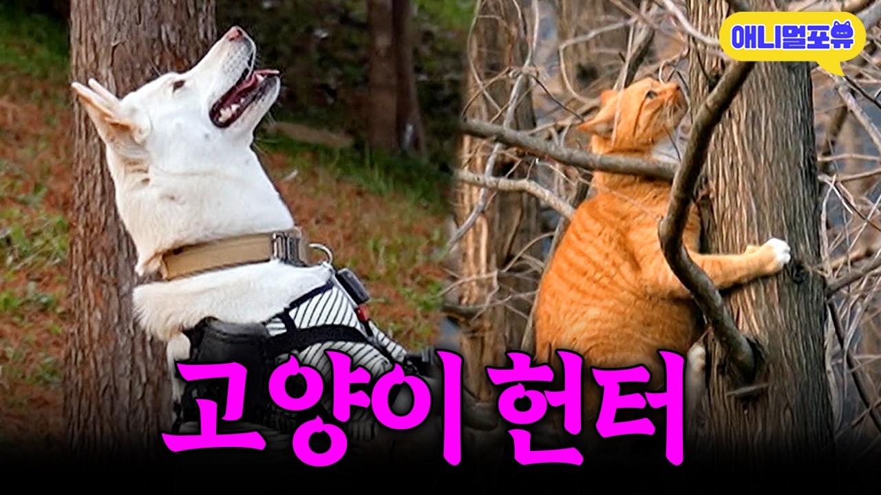 평소에는 천사 강아지 고양이만 보면 맹수로 돌변?!ㅣKBS 개는훌륭하다 개훌륭사관학교 260209 방송