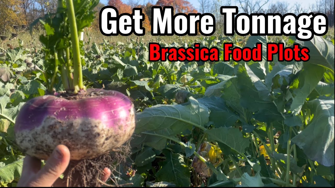 Сажайте крестоцветные раньше, чтобы получить больше урожая — не ждите до середины августа