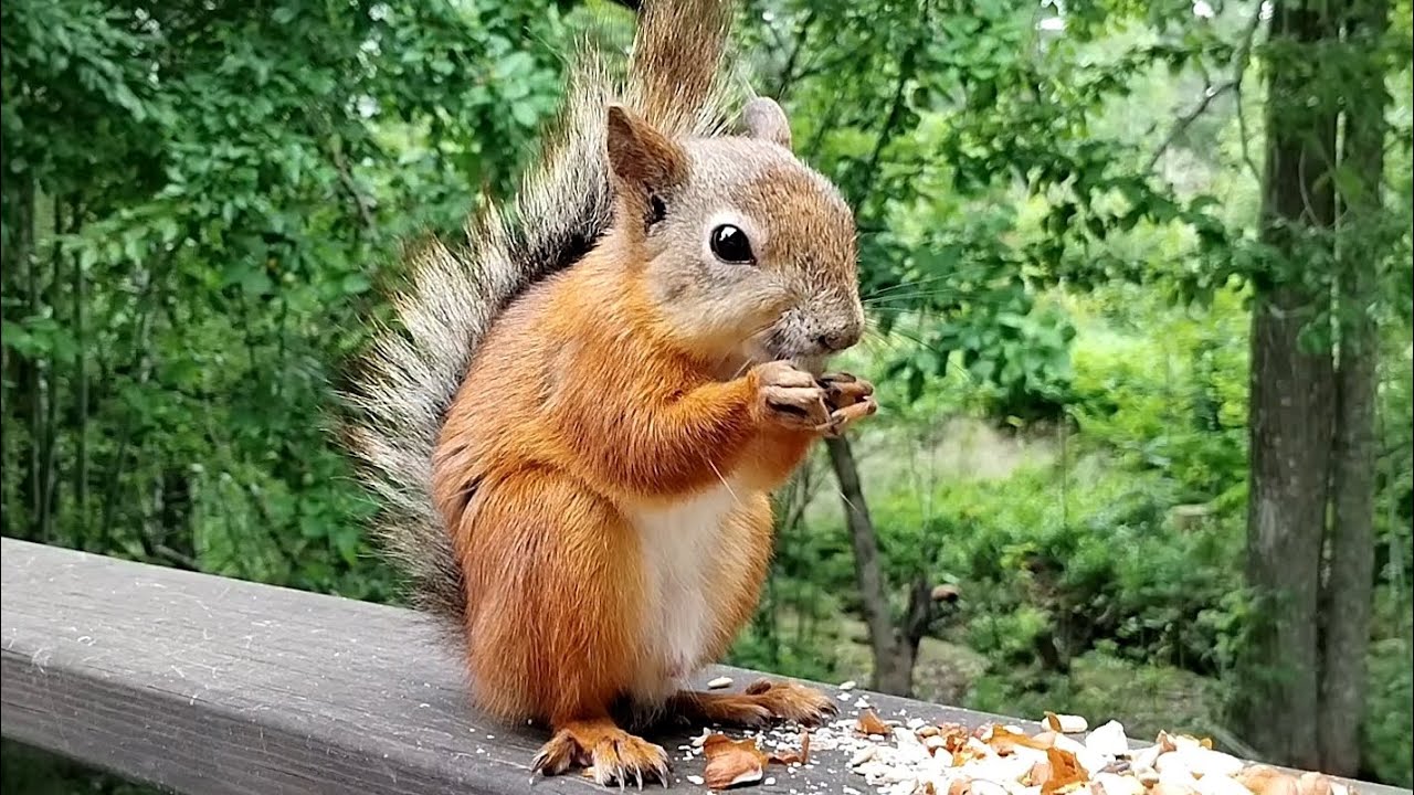 Two Squirrels Eating and Talking to Each Other