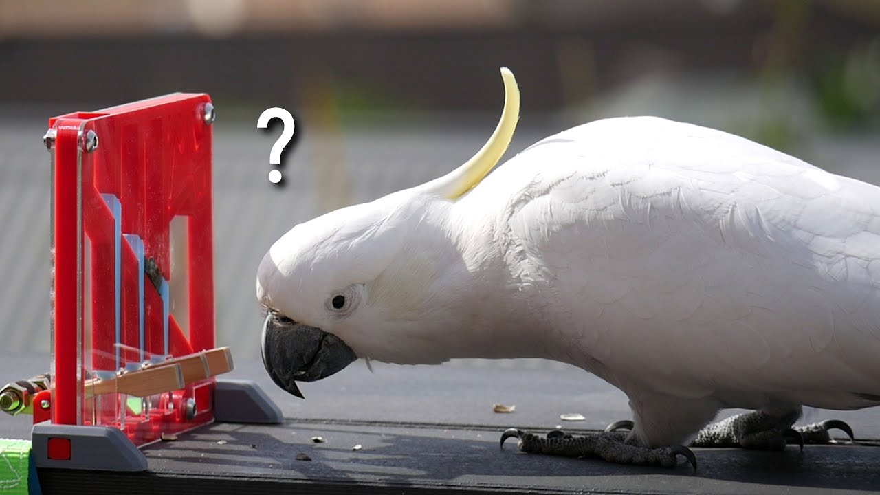 Can this Cute Cockatoo Solve the Puzzle? (All new designs!)