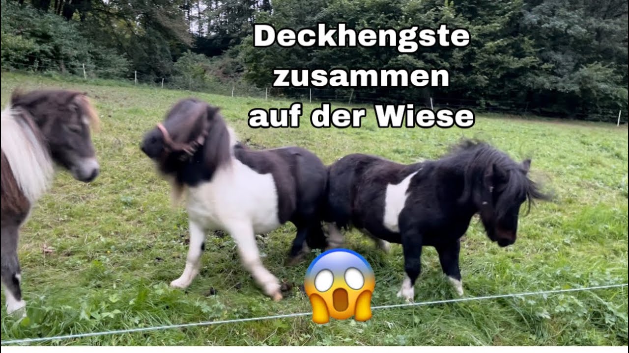 Deckhengste zusammen in der Wiese 😱