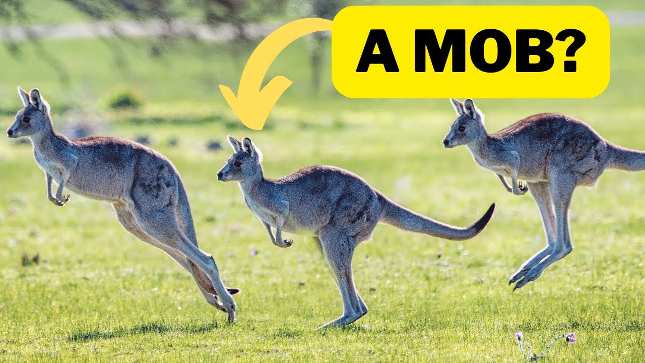50 Weird Names given to group of animals!