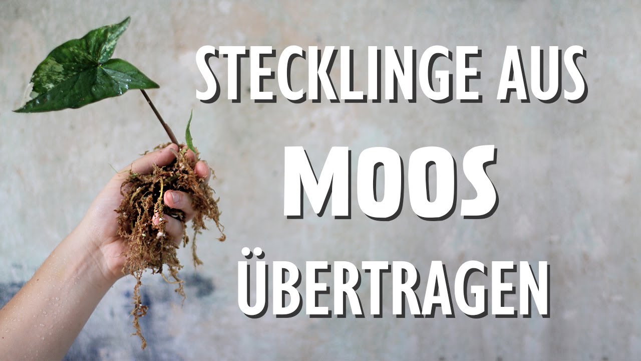 Stecklinge und Pflanzen aus Moos übertragen: So gelingt es dir immer!