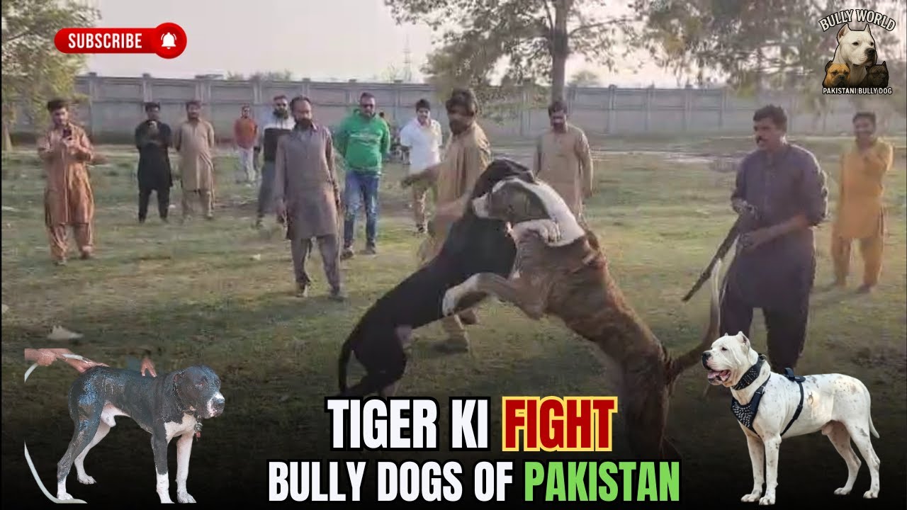 Bully dogs in action 