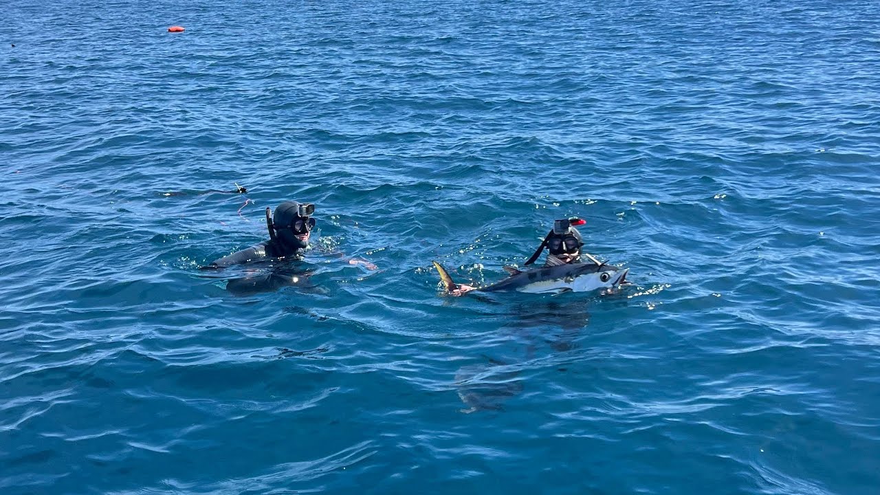 Spearfishing King Island Tuna Full Video