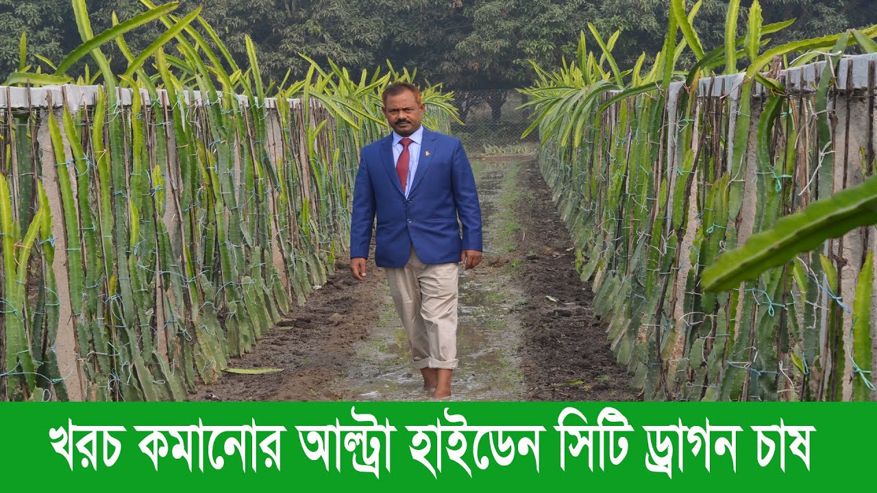 আধুনিক ড্রাগন চাষ পদ্ধতি। কম টাকায় বেশি উৎপাদন আল্ট্রা হাই ডেন্সিটি ড্রাগণ চাষ । Dragon Farm robiul