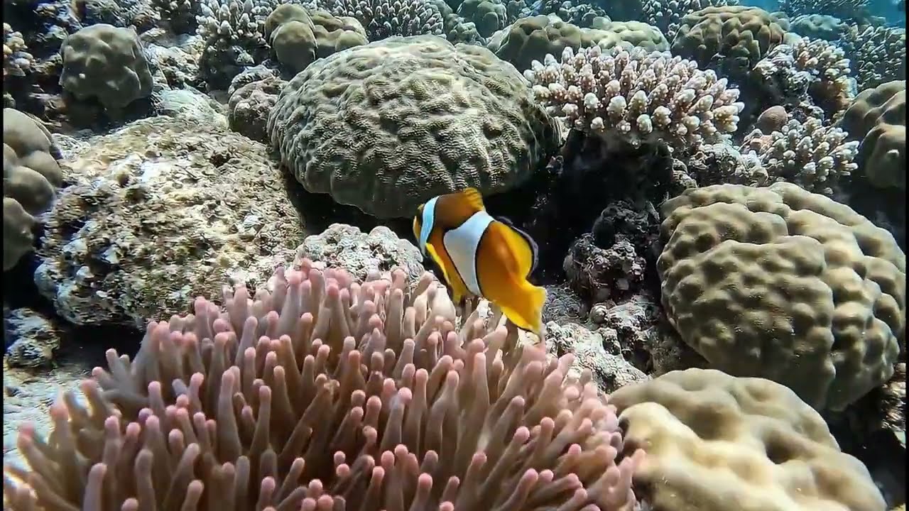 4K Deep Sea Sleep: Relaxing Ocean Sounds for Insomnia & Stress Relief