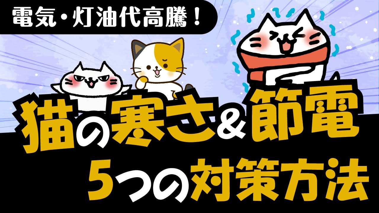 【最新版】猫の寒さ対策！同時に簡単にできる節電方法も詳しく解説