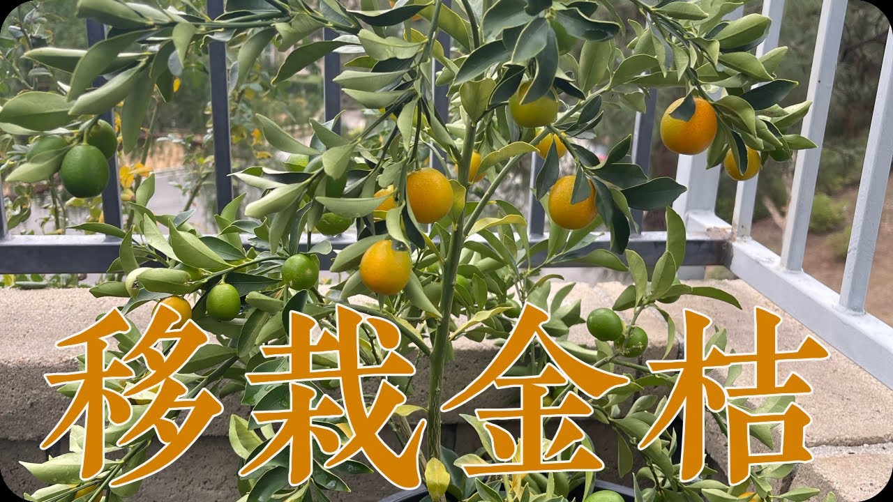 在美国种植Meiwa Kumquat 美华金桔