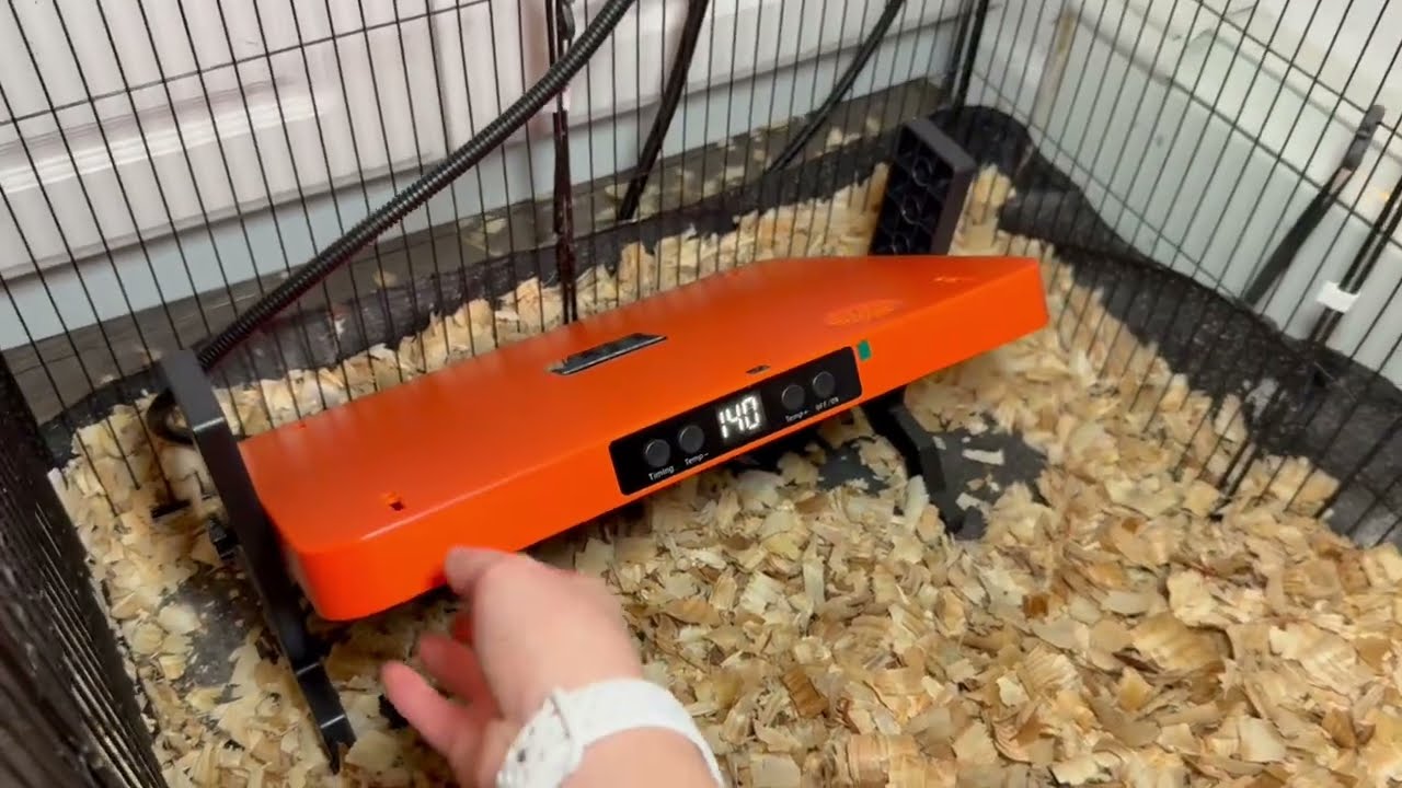Chick Brooder Heater | Why I'm loving it! #amazoninfluencer