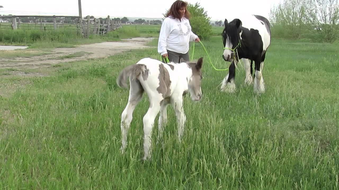 2 day old Gypsy Vanner foal loving the feel of grass
