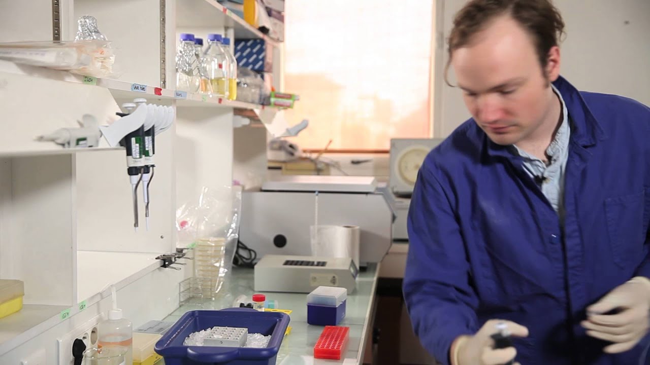 how to transform E coli by heat shock