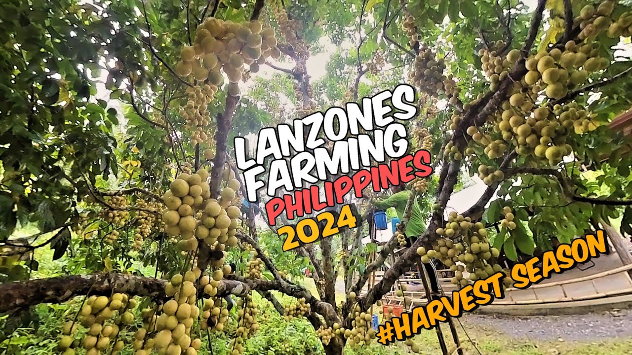 Lanzones farming | Harvest 2024: Biglang dumami ang bunga ng lanzones! akala ko kaunti lang!