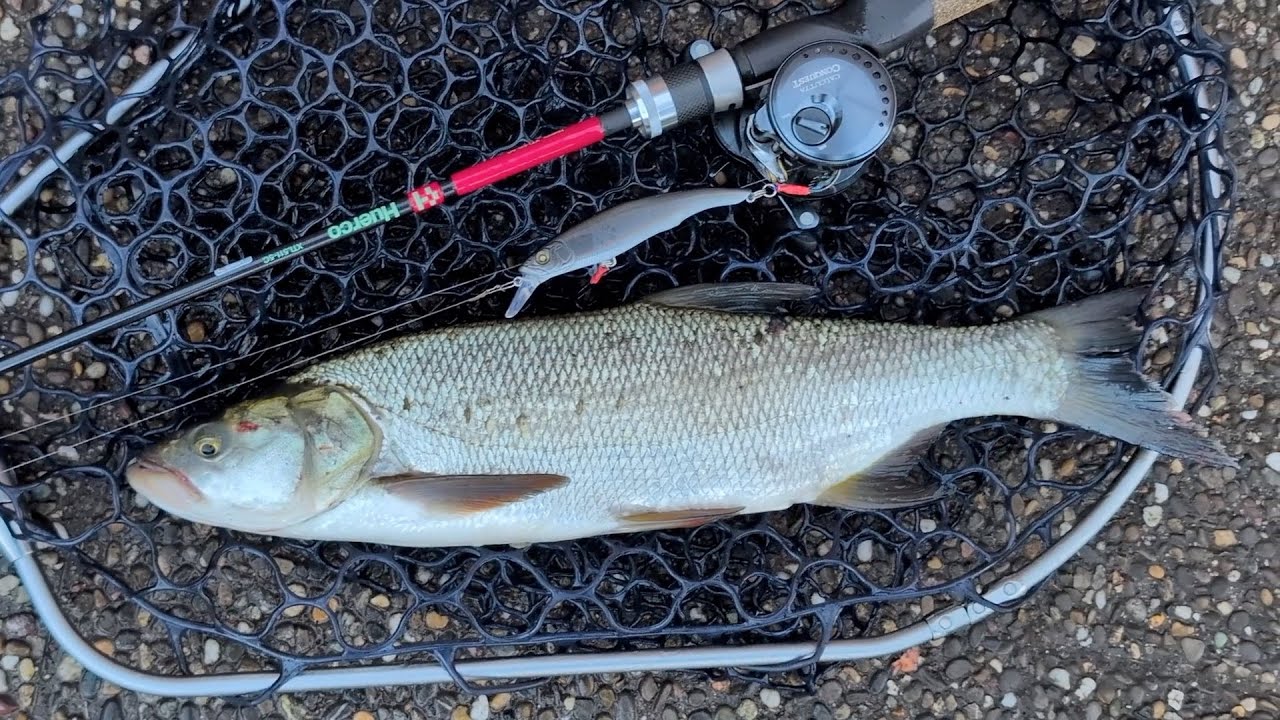 フランスのアルザス地方の街でアスプって魚と初対面！