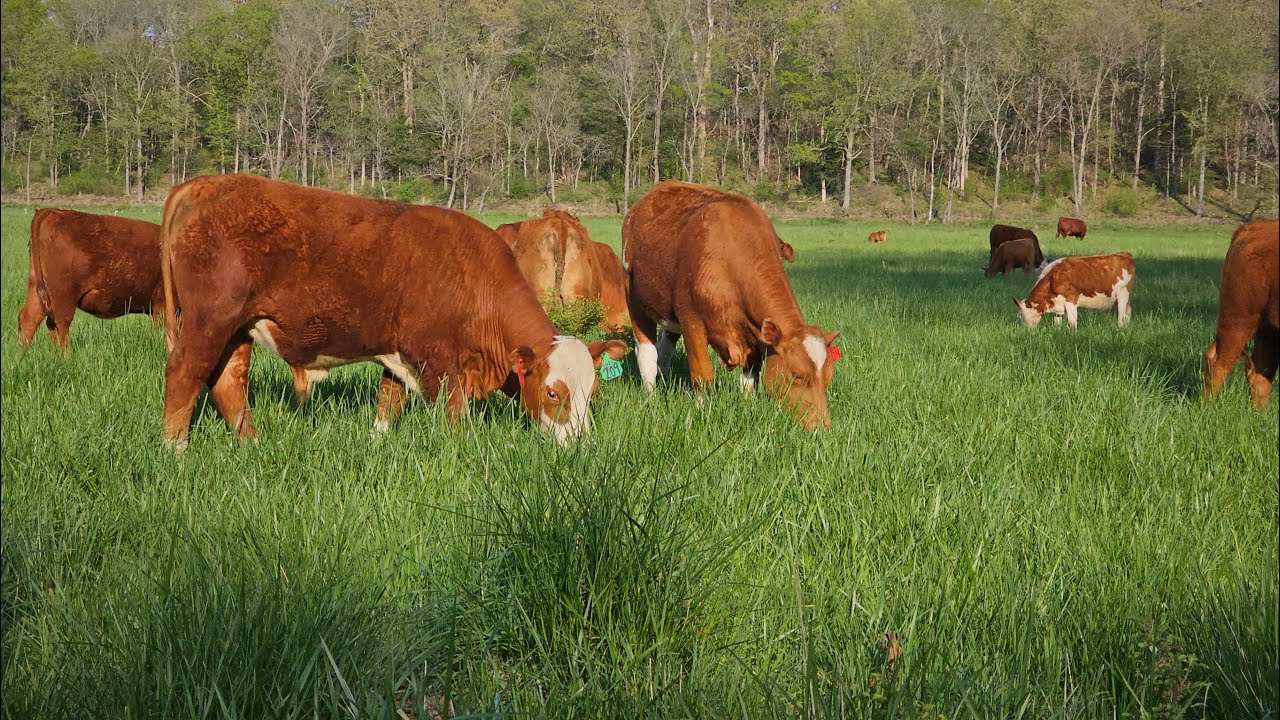 Strip grazing is fun! Don’t complicate it | Spring flush & we have a beautiful SOUTHPOLL calf crop!