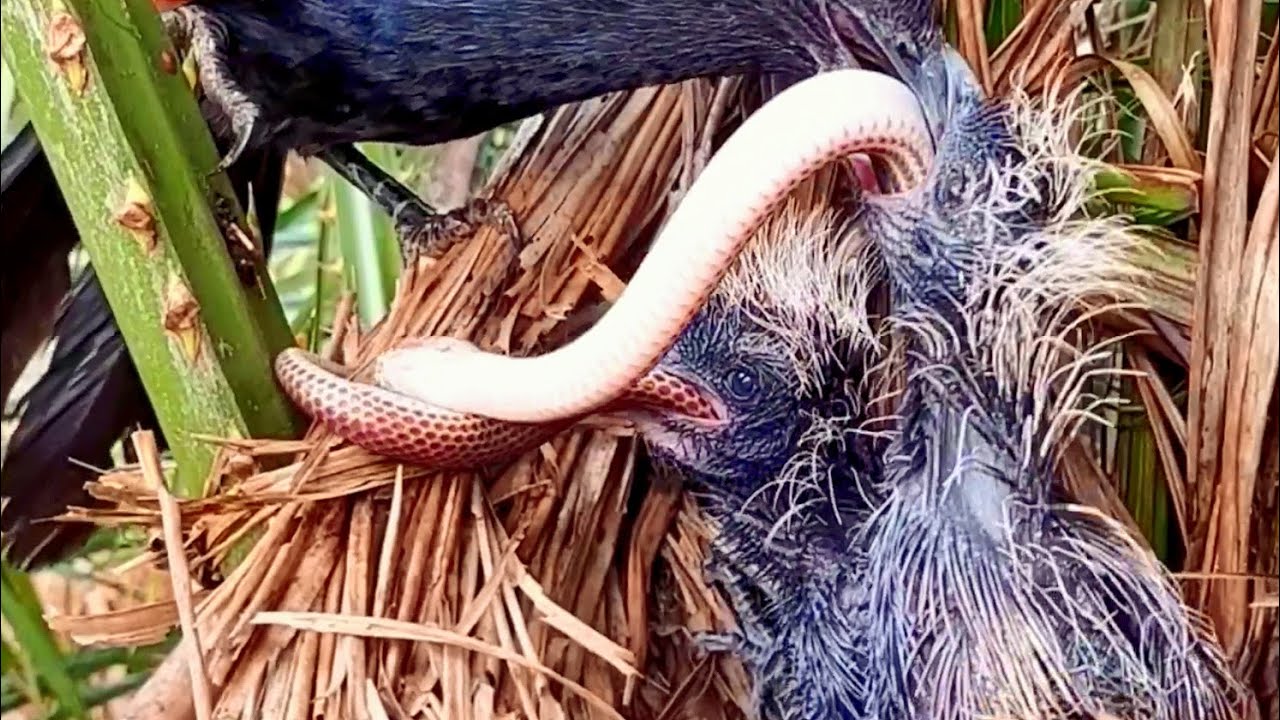 Bìm bịp mẹ cho chim non ăn gì vào mùa sinh sản