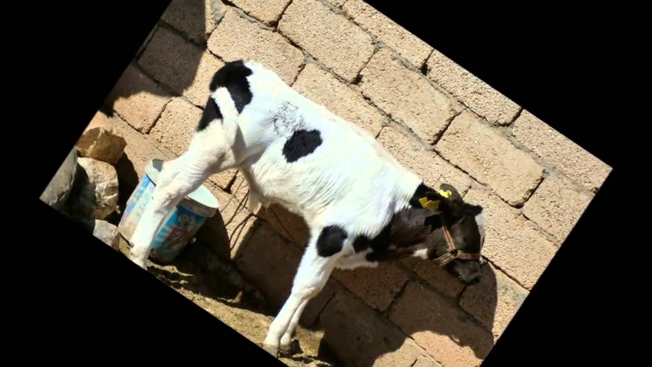 Haraba Aktepe köyü