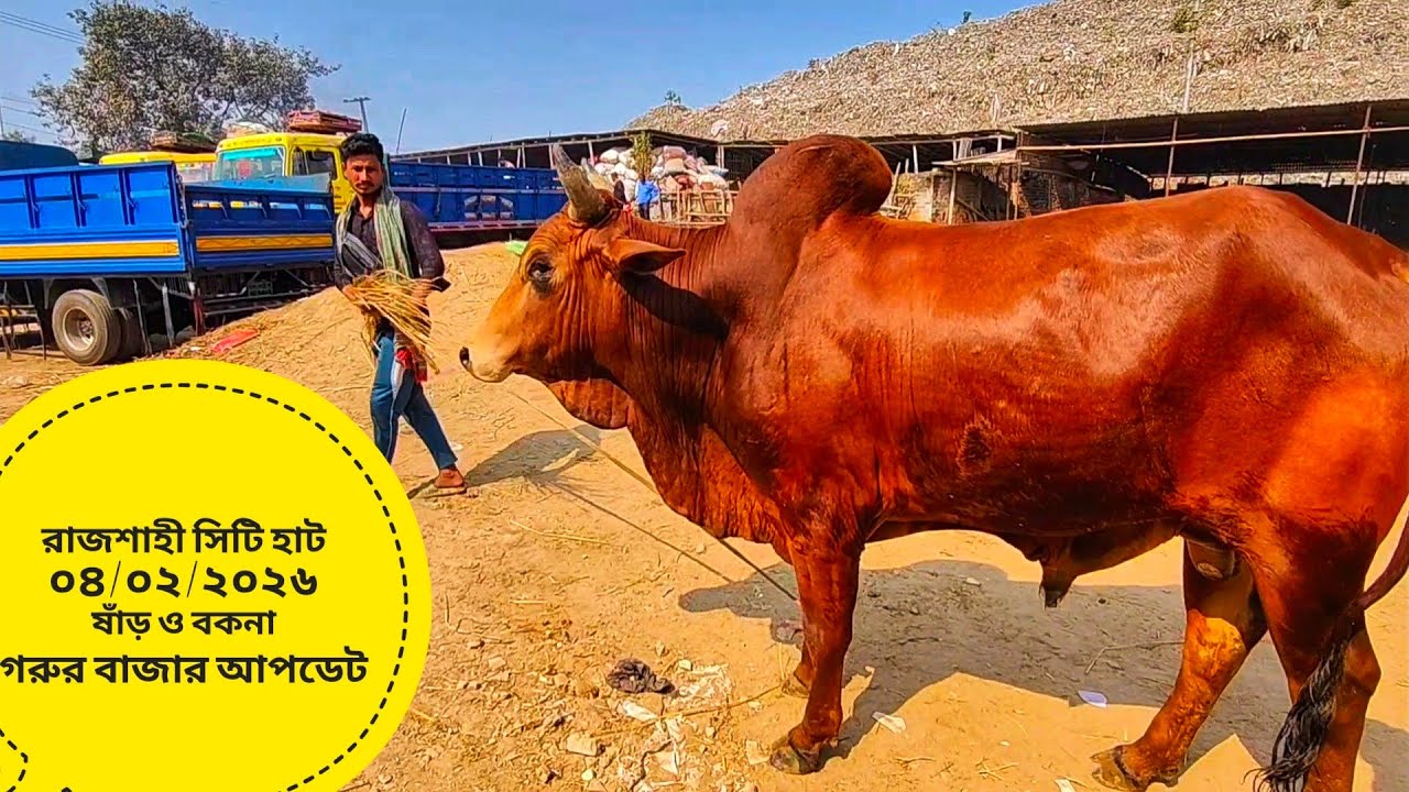 রাজশাহী সিটি হাট ০৪/০২/২০২৬ ষাড় ও বকনা গরুর বাজার আপডেট 