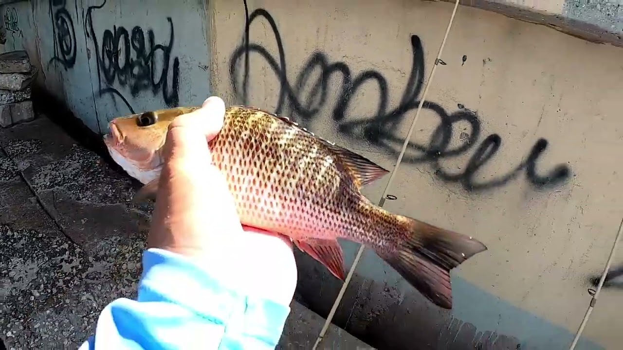It felt like Deja Vu at Gandy Bridge! Mangrove Snapper Fishing 8/7/25