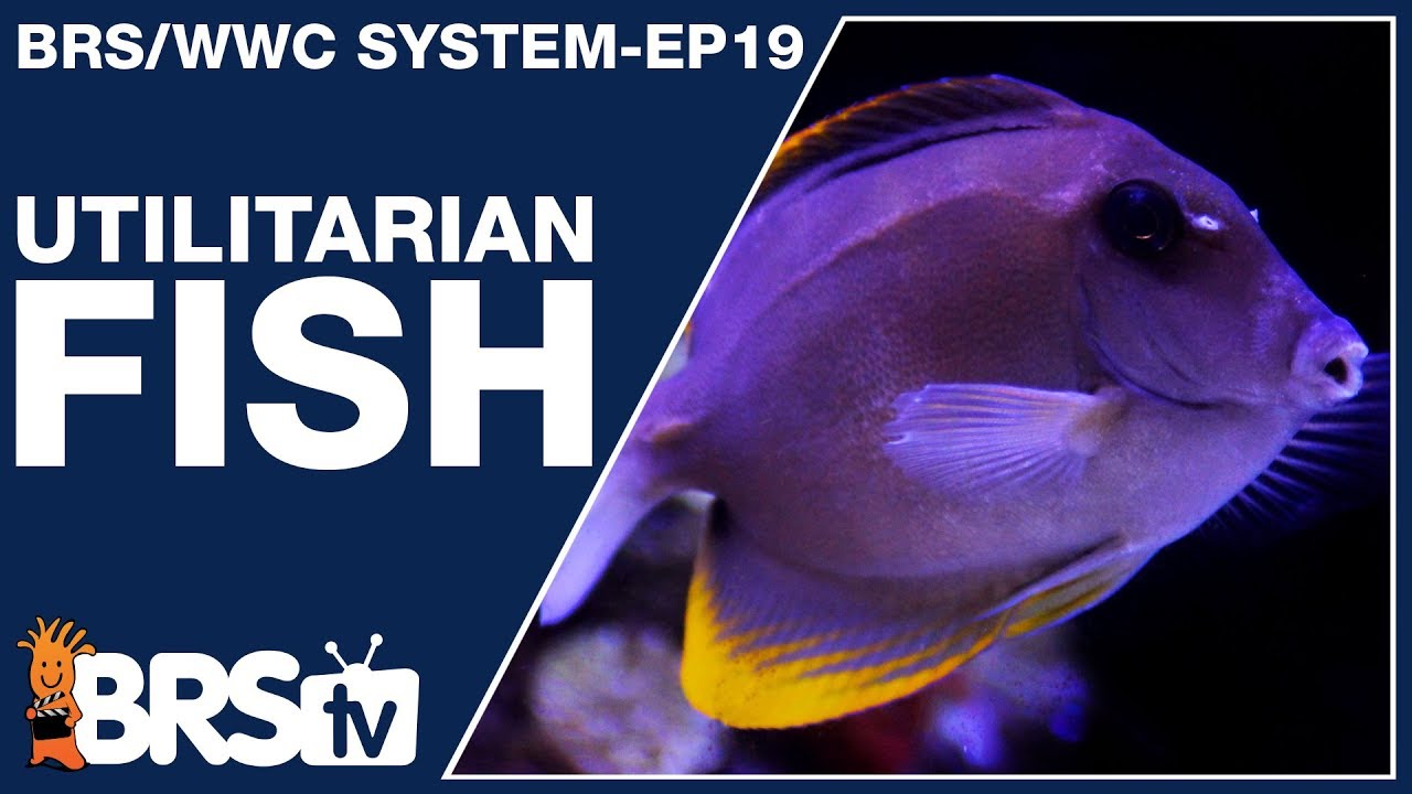 Ep19: Reef tank fish with a purpose! - The BRS/WWC System