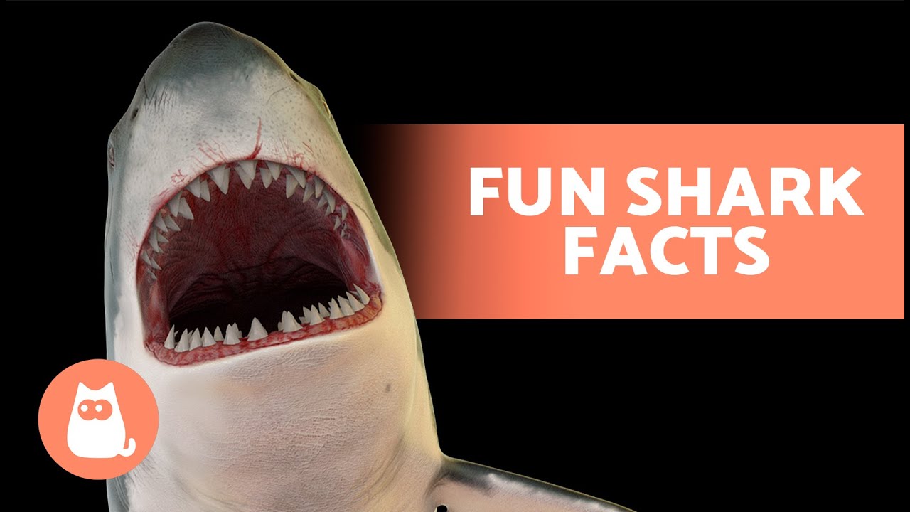 FACTS About SHARKS You Probably DIDN'T KNOW 🦈