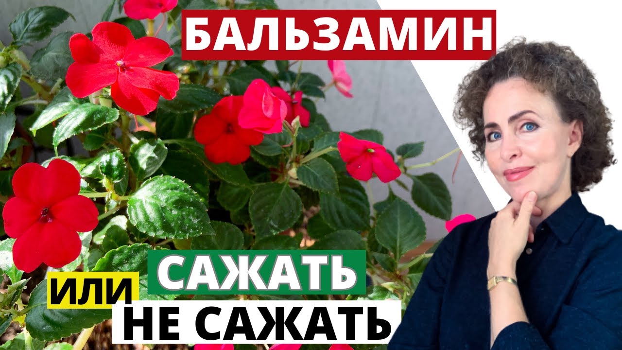БАЛЬЗАМИН Комнатный или Ванька  Мокрый - стоит ли его выращивать