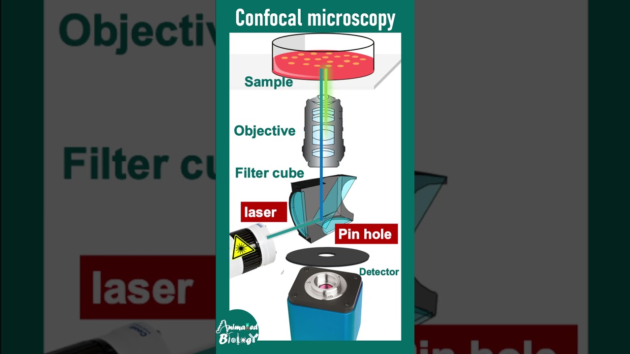 Confocal microscopy explained in 2 min | 2 min microscopy playlist