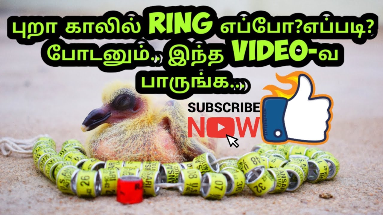 HOW TO INSERT NAME RING FOR PIGEON IN EASY WAY - TAMIL