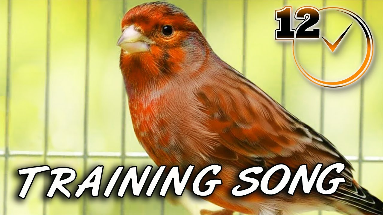 Red Brown CANARY 12h Singing - The Best Training Song