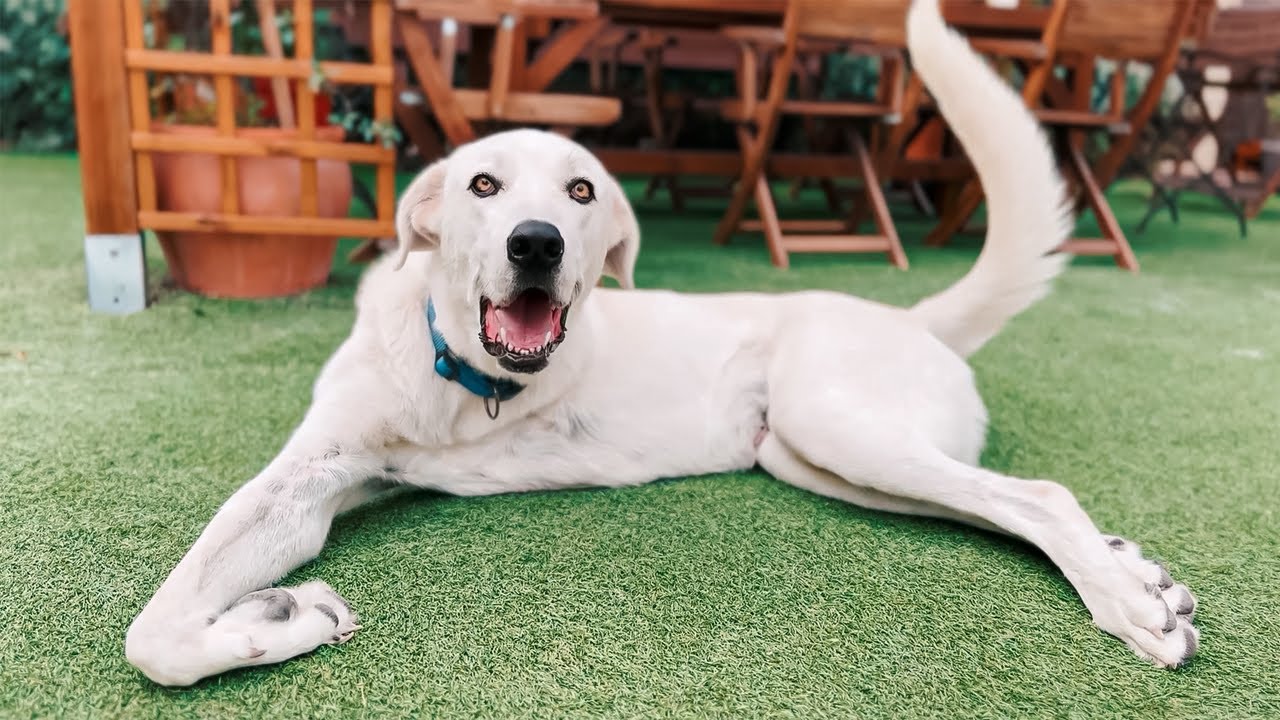 Abandoned dog loses his leg… then something great happens!