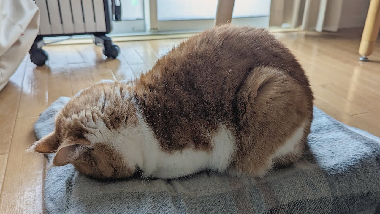 猫が香箱座りからごめん寝になる瞬間が可愛すぎました