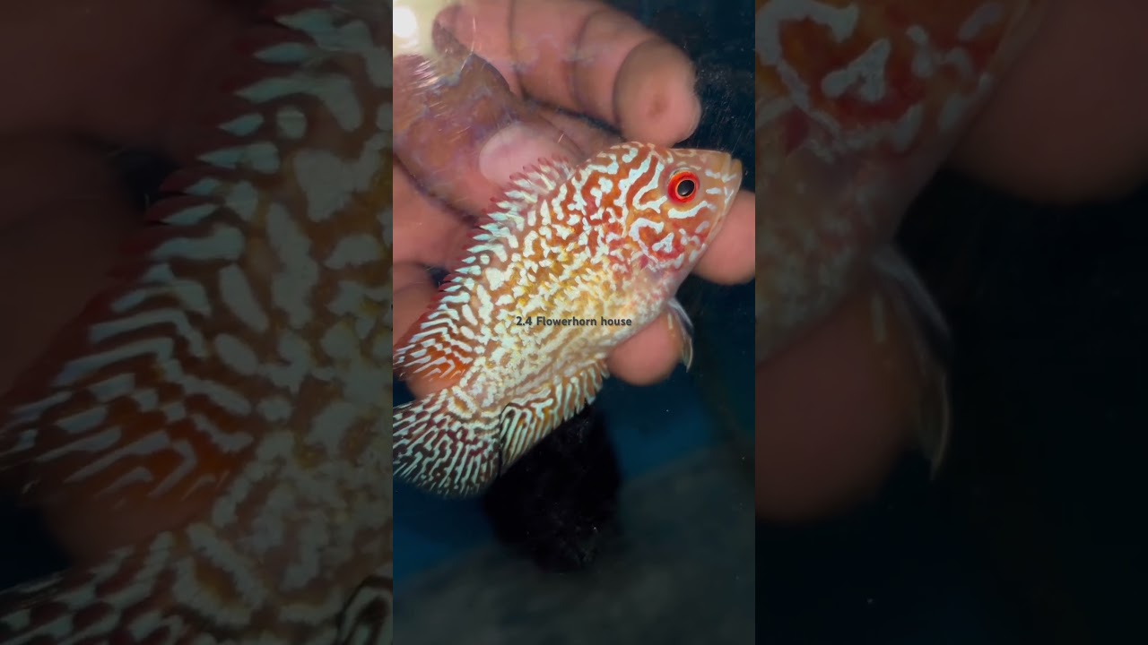 Golden boy 🧡 #fish #flowerhorn #cichlid #gb #gbkml #flowerhornbreeding #flowerhorn