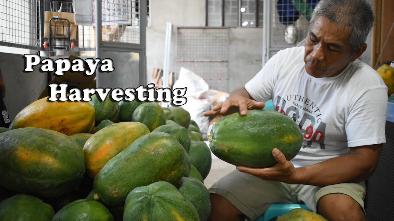 Harvesting of Ripe Papaya || By: Tata Johnny's TV || Vlog #15