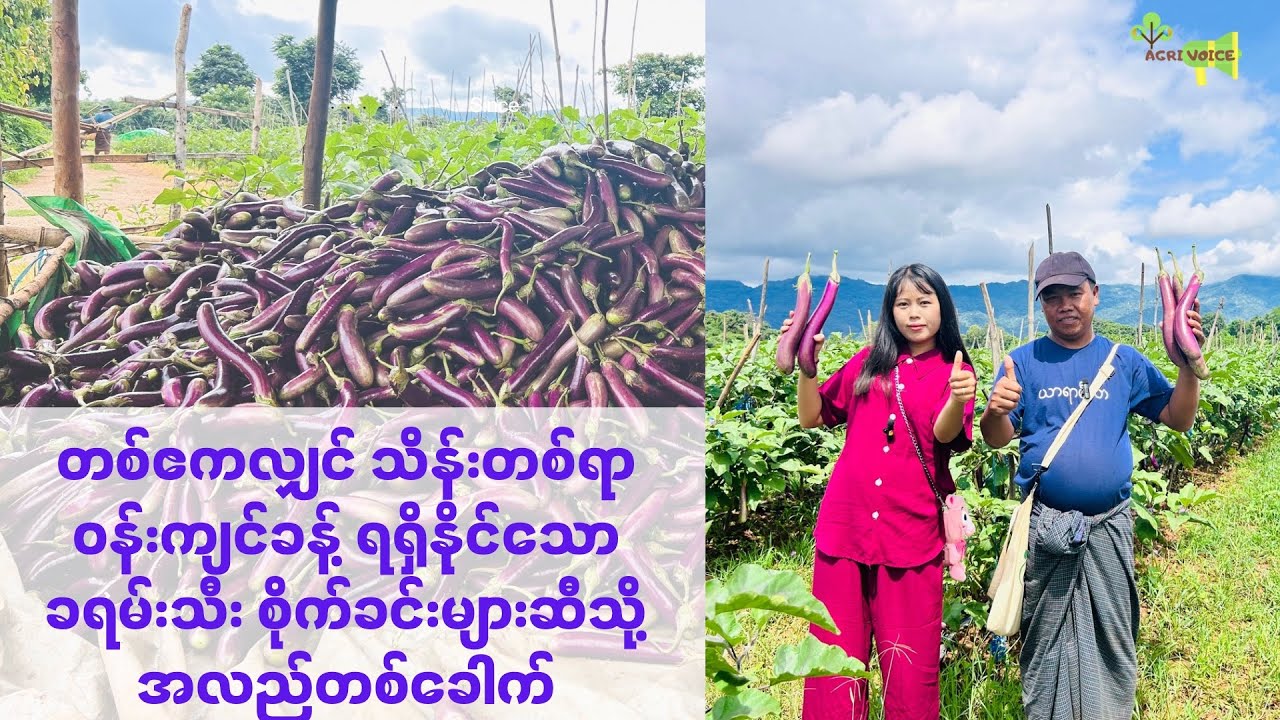 တစ်ဧကစိုက်ပျိုးလျှင် ကျပ်သိန်းတစ်ရာခန့်ရရှိနိုင်သော  ပင်းတယမြို့က ခရမ်းသီးစိုက်ခင်း #trending