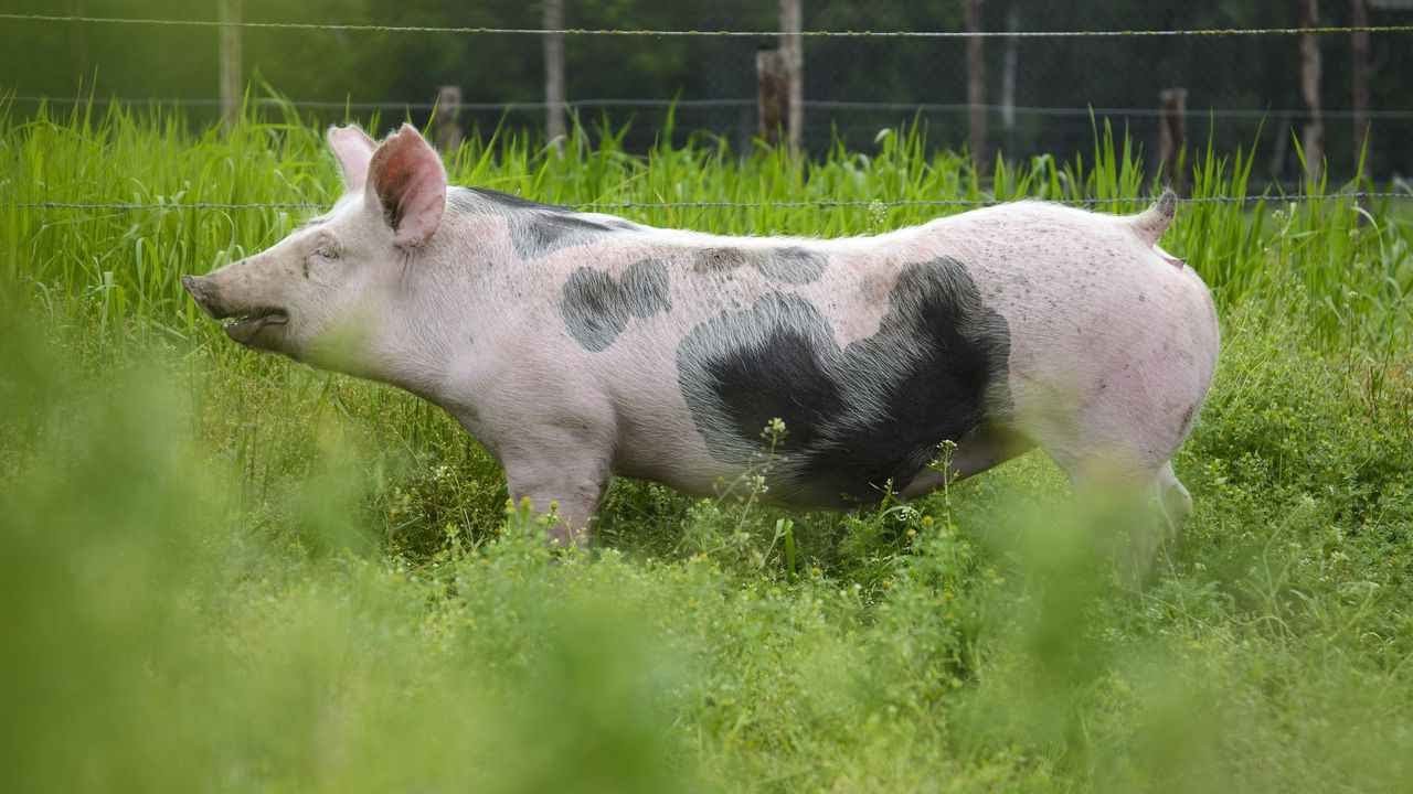 How to Transport Your Potbellied Pig | Pet Pigs