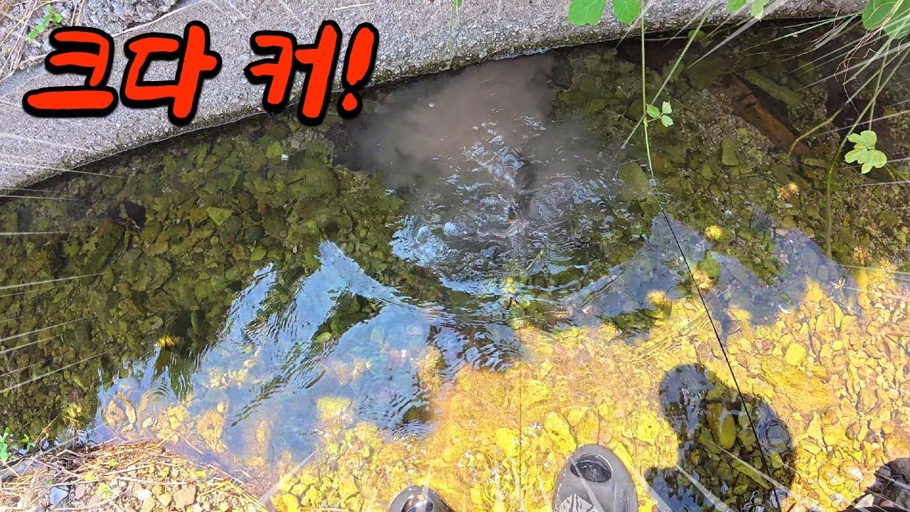 농수로 콘크리트 틈사이로 구멍치기 낚시를 했더니? 이런게 잡히네!!