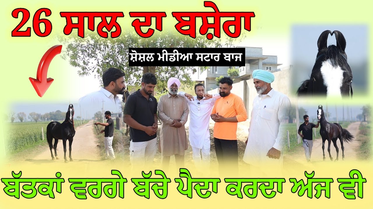 ਮੁੰਡਿਆਂ ਨੂੰ ਸ਼ੋਸ਼ਲ ਮੀਡੀਆ ਤੇ ਸਟਾਰ ਬਣਾ ਦੇਣ ਵਾਲੇ ਘੋੜੇ,, ਬਾਜ ਤੇ ਸੁੱਚਾ,, 26 ਸਾਲ ਦਾ ਬਸ਼ੇਰਾ ਬਾਜ