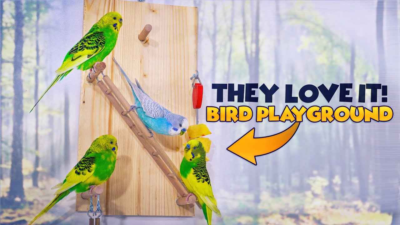 DIY Budgie Toys - Enrichment Ideas for Pet Budgerigars