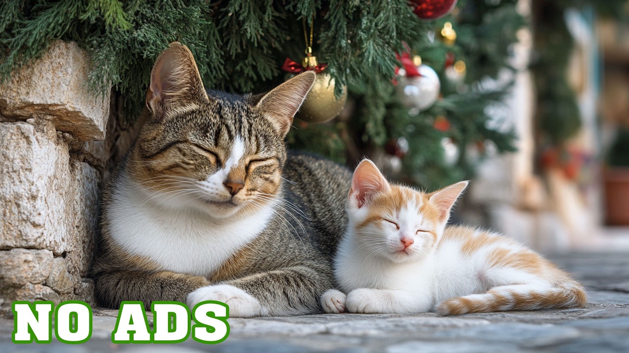🔴[LIVE] Cat Sleep Music 🐱 Calming Sounds for Deep Relaxation & Peaceful Sleep