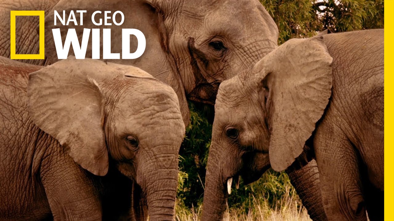 Dangerous Elephant Territory | Dead or Alive