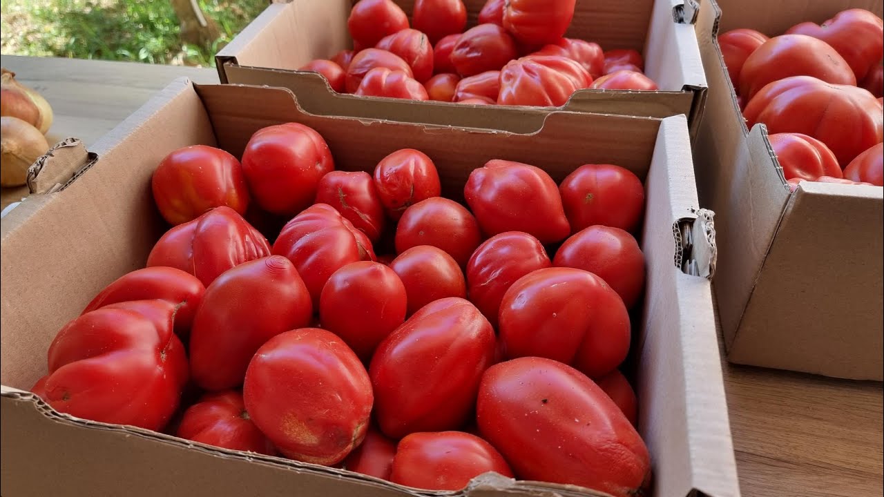 Tomatensauce aus frischen Tomaten selber machen, hier meine Anleitung zur perfekten Tomatensauce