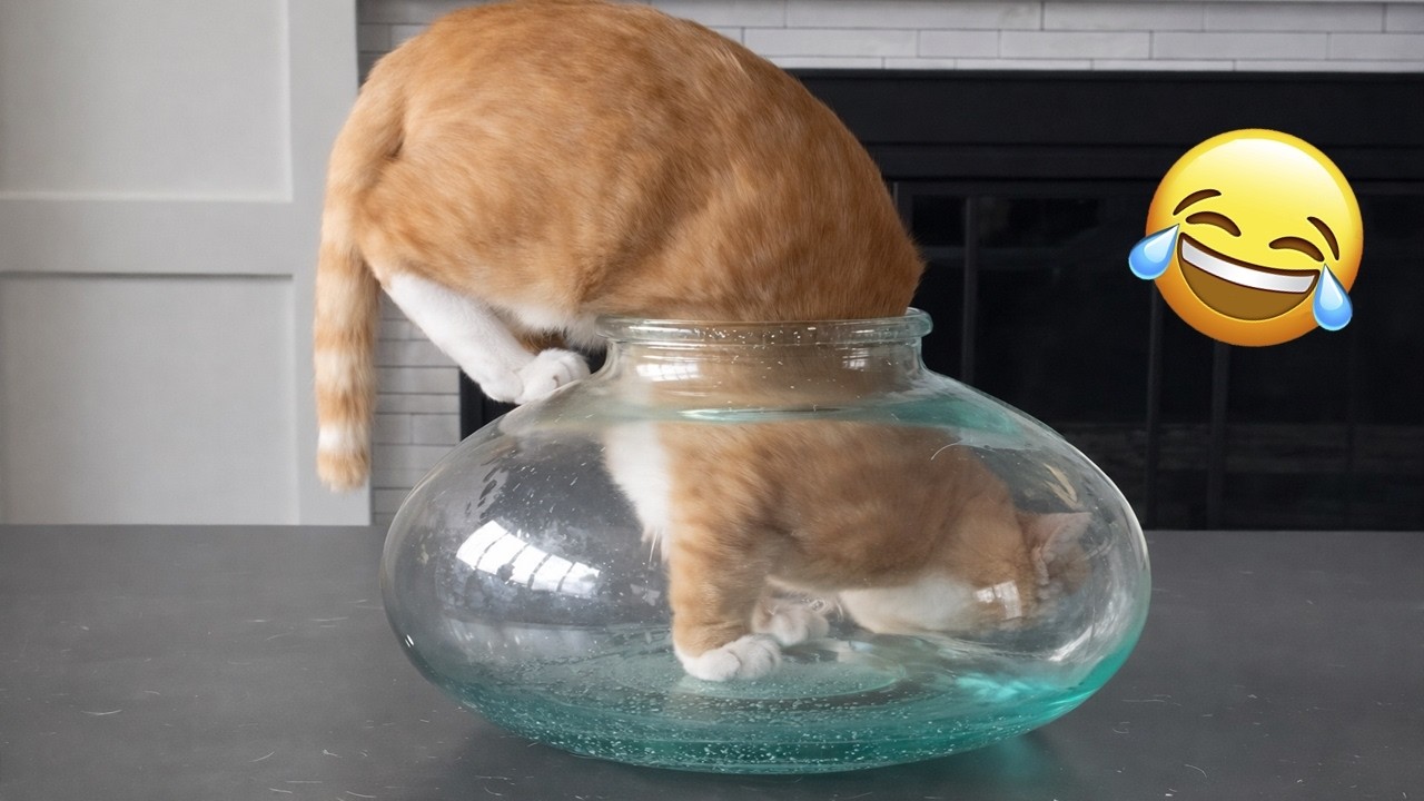 Try Not To Laugh 😂 Funniest Cats & Dogs | Funny Animals #1