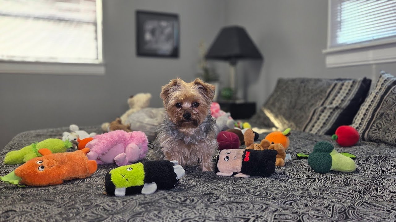 Маленький йоркширский терьер сходит с ума 🐶😂 Веселый игровой хаос💥 