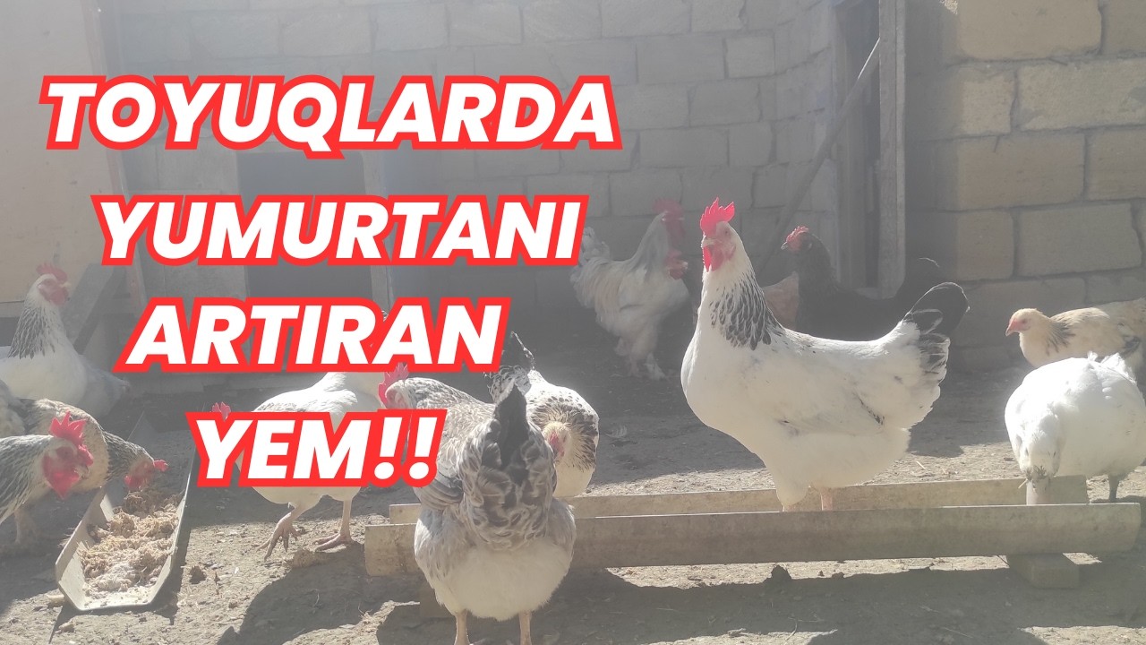 Toyuqlarda yumurta məhsuldarlığını artıran təbii yem!