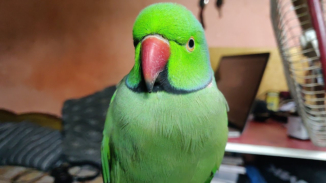 Non stop talk of Talking Parrot 🦜