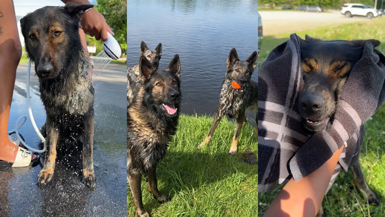 My Dogs First Swim Of The Year