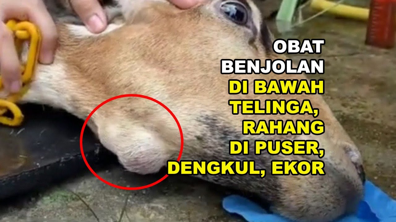 GT-PI #159 Obat Benjolan Kambing di Bawah Telinga, Rahang, di Puser Ekor Dengkul Apa Saja?