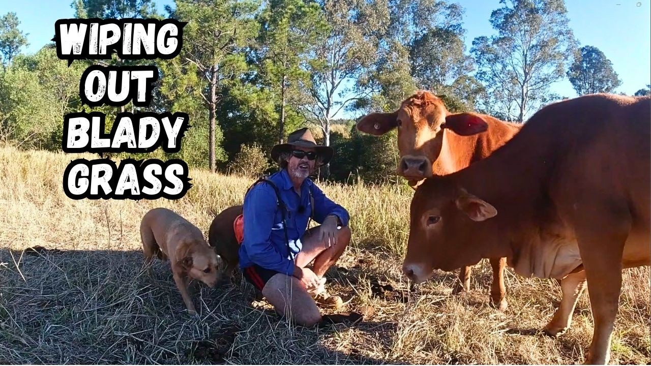 How I got my Cattle to Eat Blady Grass...!!