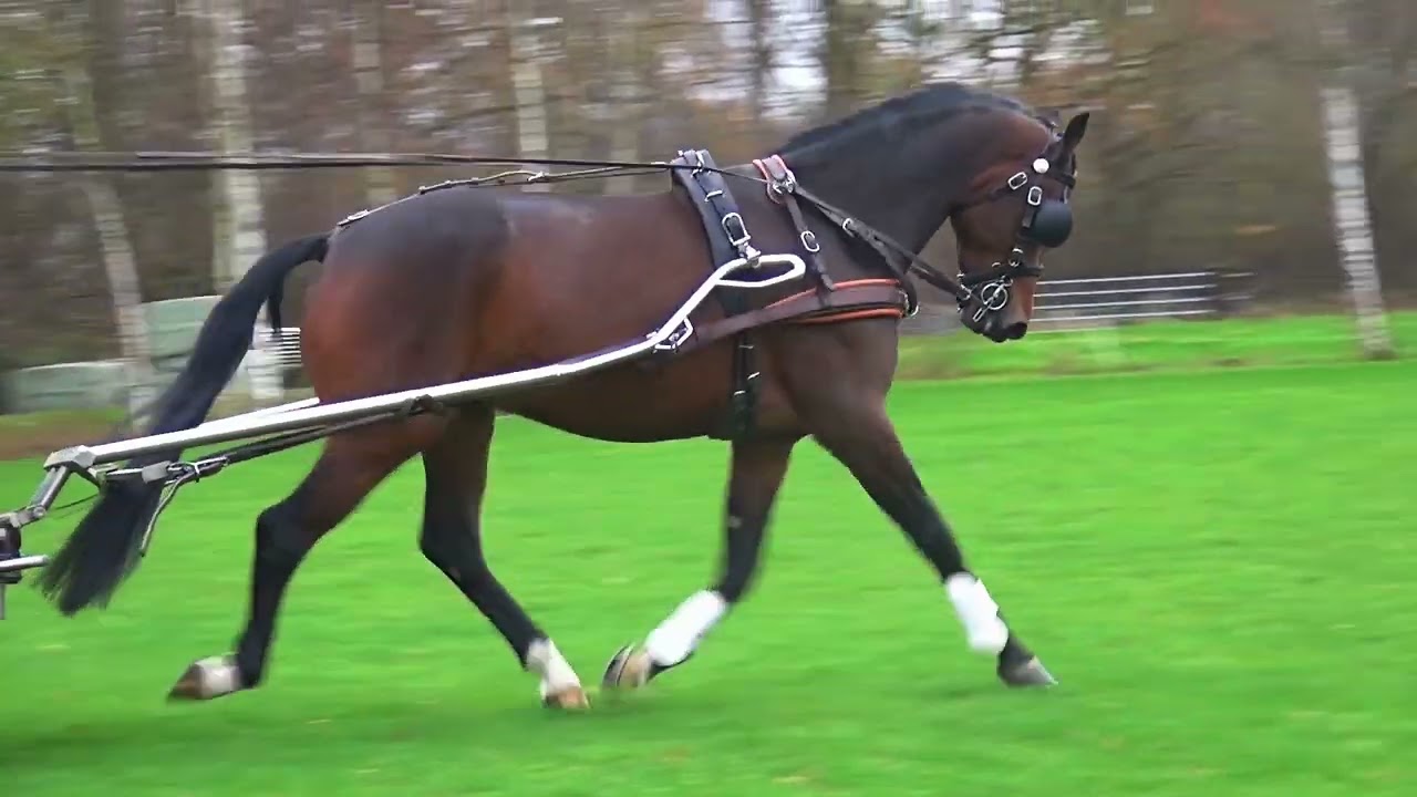 Robian talanted combined driving horse